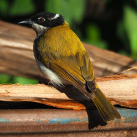 White-throated Honeyeater